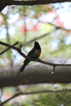 Beautiful Sunbird (Cinnyris pulchellus)