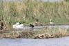 African Fish Eagle (Haliaeetus vocifer)