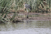 Spur-winged Lapwing (Vanellus spinosus)