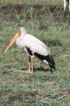 Yellow-billed Stork (Mycteria ibis)