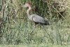 Goliath Heron (Ardea goliath)