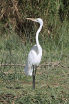 African Great Egret (Ardea alba melanorhynchos)