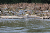 Snowy Egret (Egretta thula)