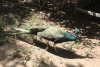 Indian Peafowl (Pavo cristatus)