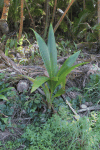 Coconut Palm (Cocos nucifera)