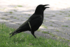 Western Carrion Crow (Corvus corone corone)