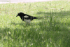 Eurasian Magpie (Pica pica)