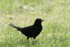 Common Blackbird (Turdus merula)