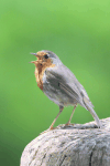 European Robin (Erithacus rubecula)