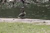 Mallard (Anas platyrhynchos)