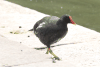 Eurasian Common Moorhen (Gallinula chloropus chloropus)