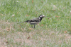 White Wagtail ssp. alba (Motacilla alba alba)