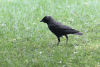 Eurasian Jackdaw (Coloeus monedula)