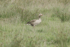 Western Greylag Goose (Anser anser anser)