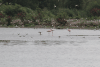 Greater Flamingo (Phoenicopterus roseus)