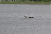 Herring Gull (Larus argentatus)