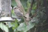 House Sparrow (Passer domesticus)