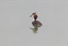 Great Crested Grebe (Podiceps cristatus)