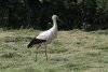 European White Stork (Ciconia ciconia ciconia)