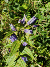 Willow Gentian (Gentiana asclepiadea)