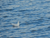 Black-headed Gull (Chroicocephalus ridibundus)