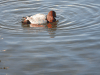 Common Pochard (Aythya ferina)