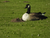 Canada Goose (Branta canadensis)