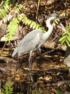 Western Grey Heron (Ardea cinerea cinerea)