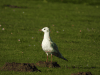 Black-headed Gull (Chroicocephalus ridibundus)