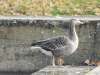 Western Greylag Goose (Anser anser anser)