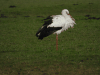 White Stork (Ciconia ciconia)