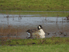 Cackling Goose (Branta hutchinsii)