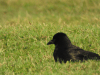 Crow