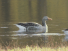 Western Greylag Goose (Anser anser anser)