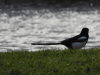 Eurasian Magpie (Pica pica)