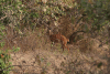 Kéwel Bushbuck (Tragelaphus scriptus)