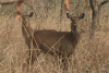 Defassa Waterbuck (Kobus ellipsiprymnus defassa)