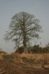 African Baobab (Adansonia digitata)