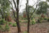 Area Full Termite Mounds