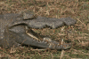 West African Crocodile (Crocodylus suchus)