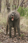 Olive Baboon (Papio anubis)