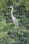 Ardea cocoi