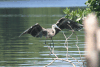 Egretta tricolor