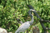 Egretta tricolor