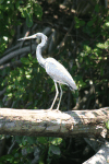 Egretta tricolor