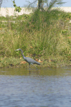 Egretta caerulea