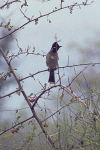 Red-vented Bulbul (Pycnonotus cafer)