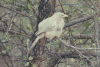 Jungle Babbler (Argya striata)