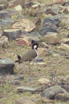 Red-wattled Lapwing (Vanellus indicus)