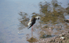 Black-winged Stilt (Himantopus himantopus)